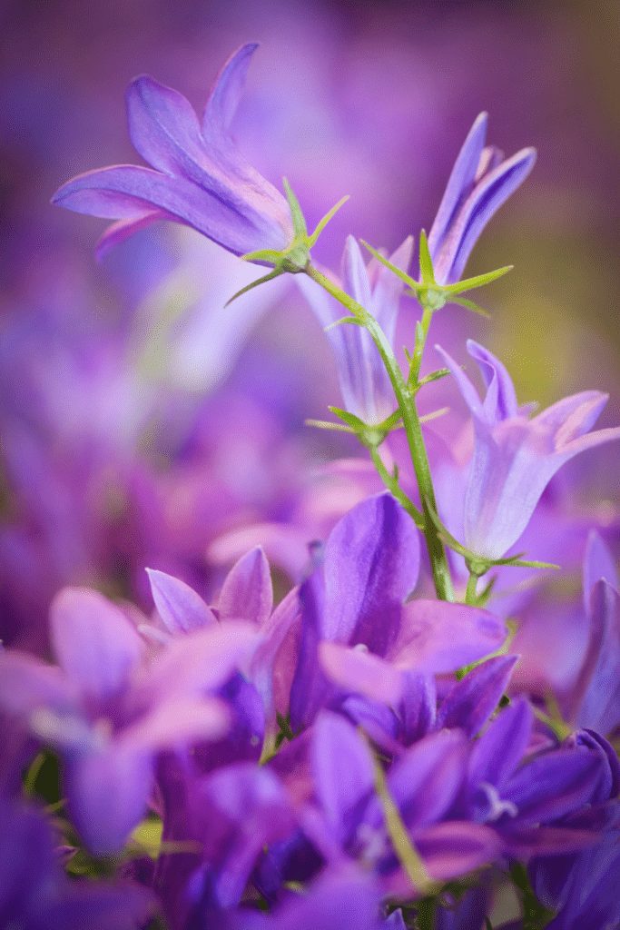Flower Psychology: Purple Hue
